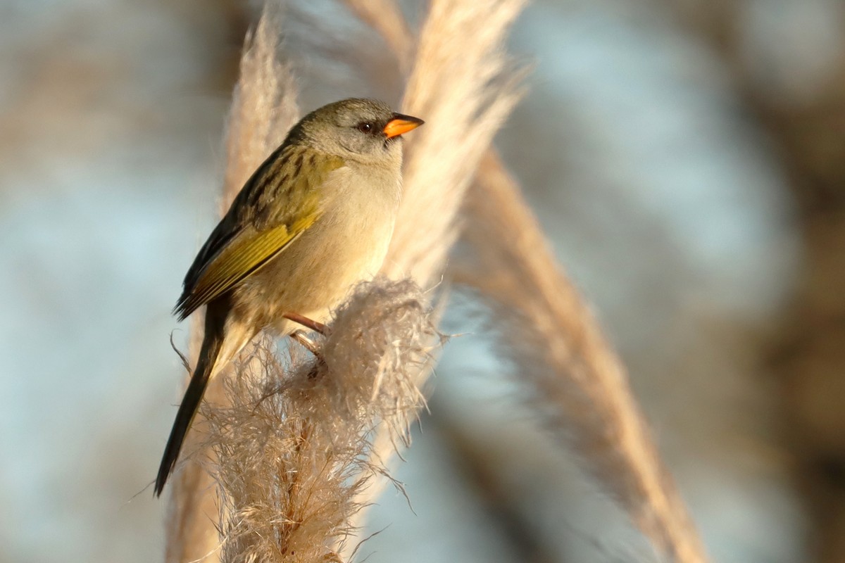 Great Pampa-Finch - ML640567715
