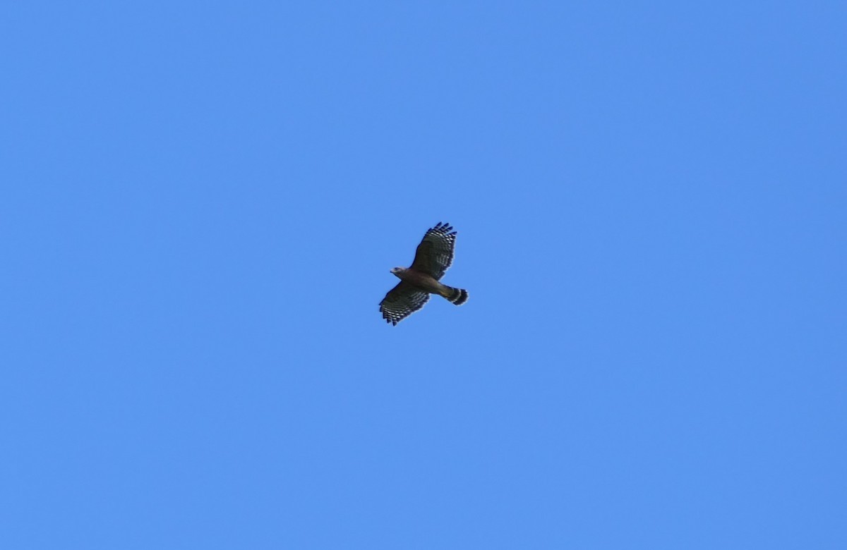 Red-shouldered Hawk - ML640567717