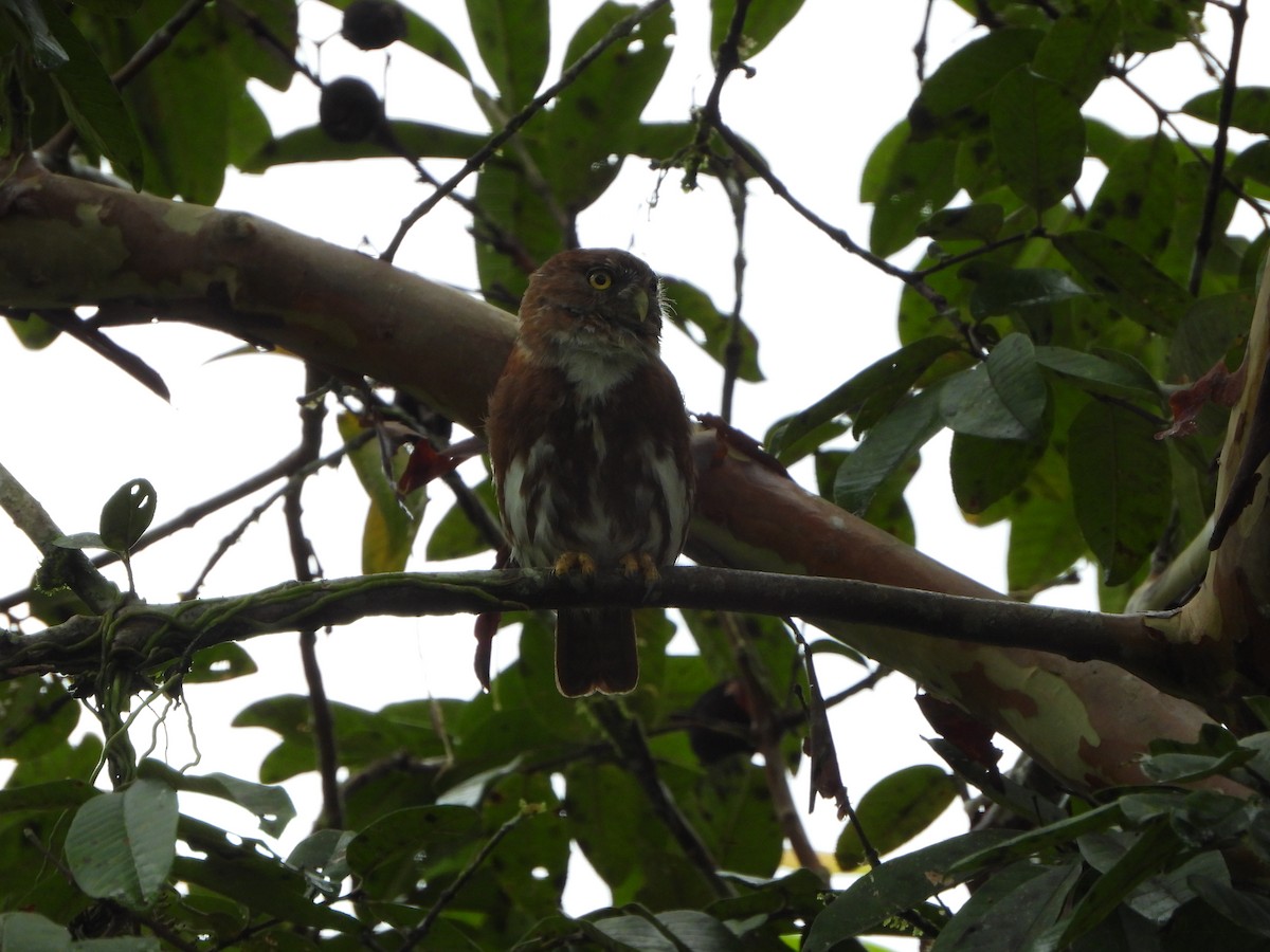 Ferruginous Pygmy-Owl - ML640567719