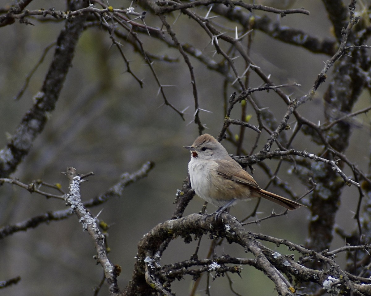 Short-billed Canastero - ML640567721