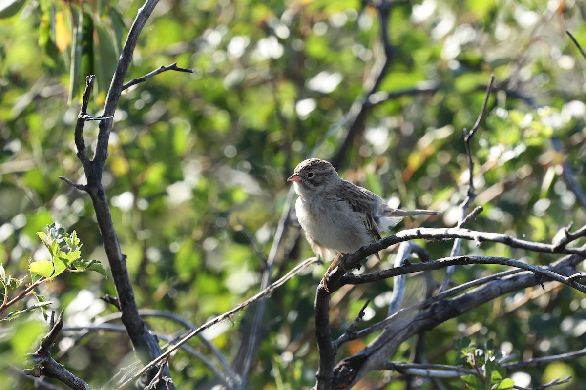 Brewer's Sparrow - ML640567722