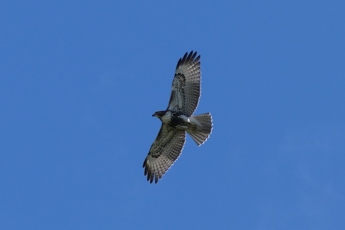 Red-tailed Hawk - ML640567723