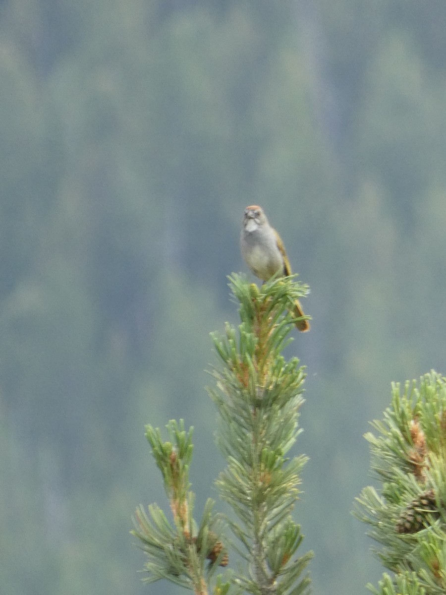 Green-tailed Towhee - ML640567728