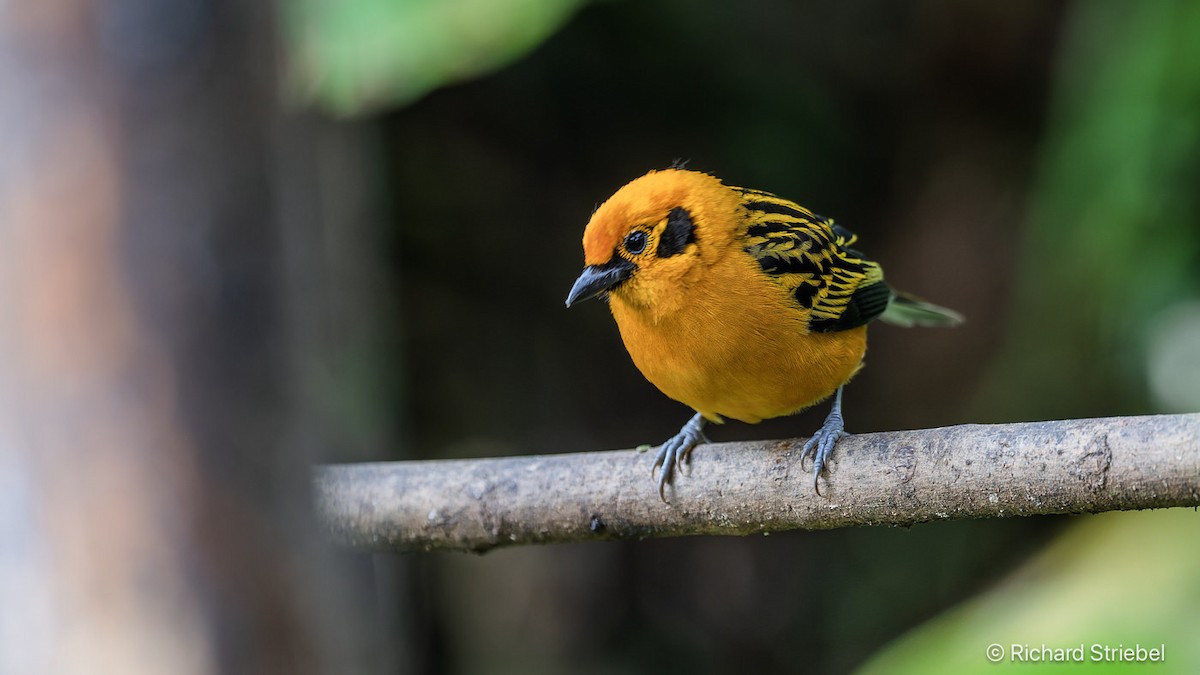 Golden Tanager - ML640567732