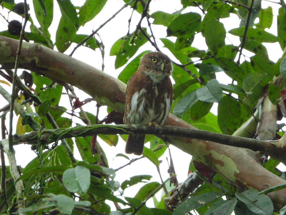 Ferruginous Pygmy-Owl - ML640567739