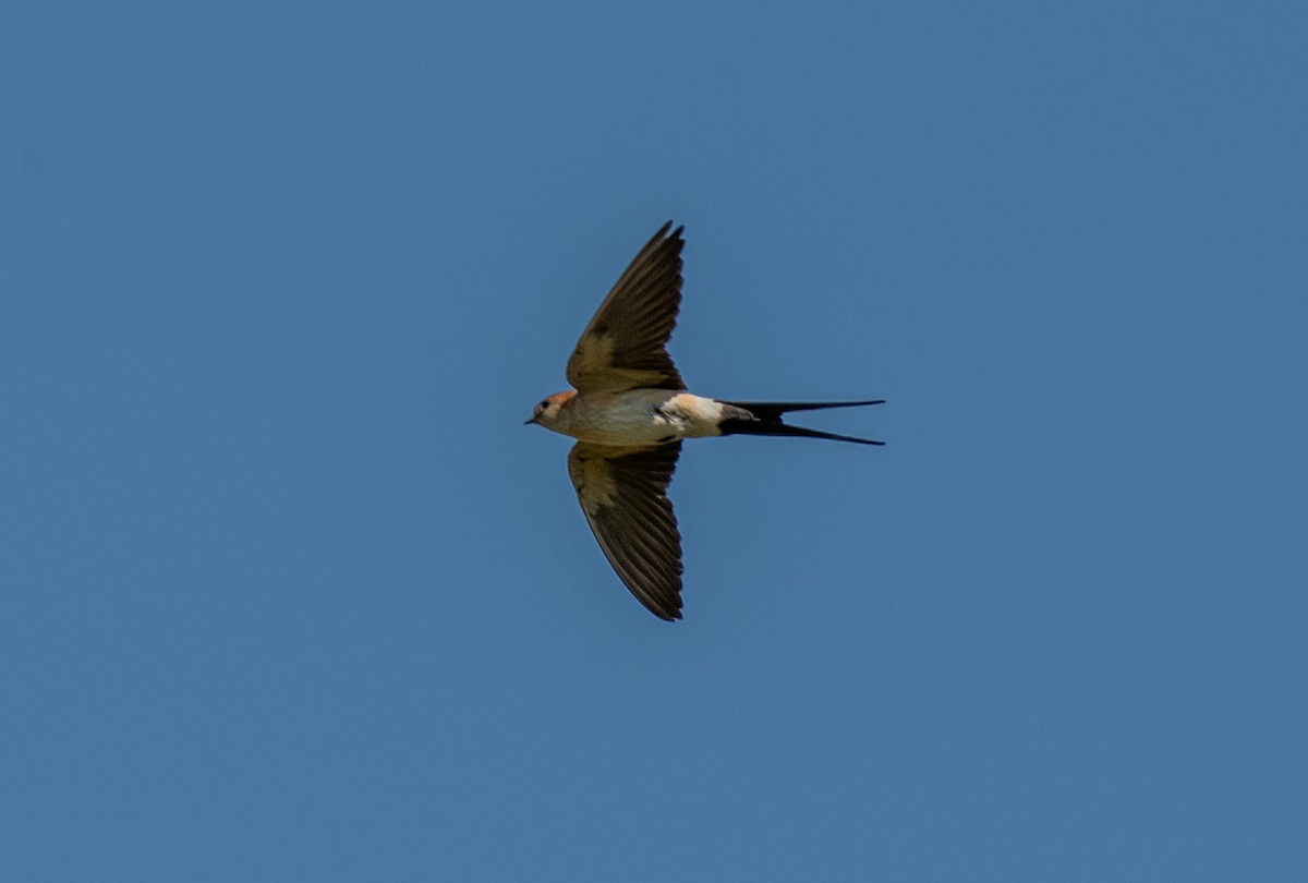 European Red-rumped Swallow - ML640567821