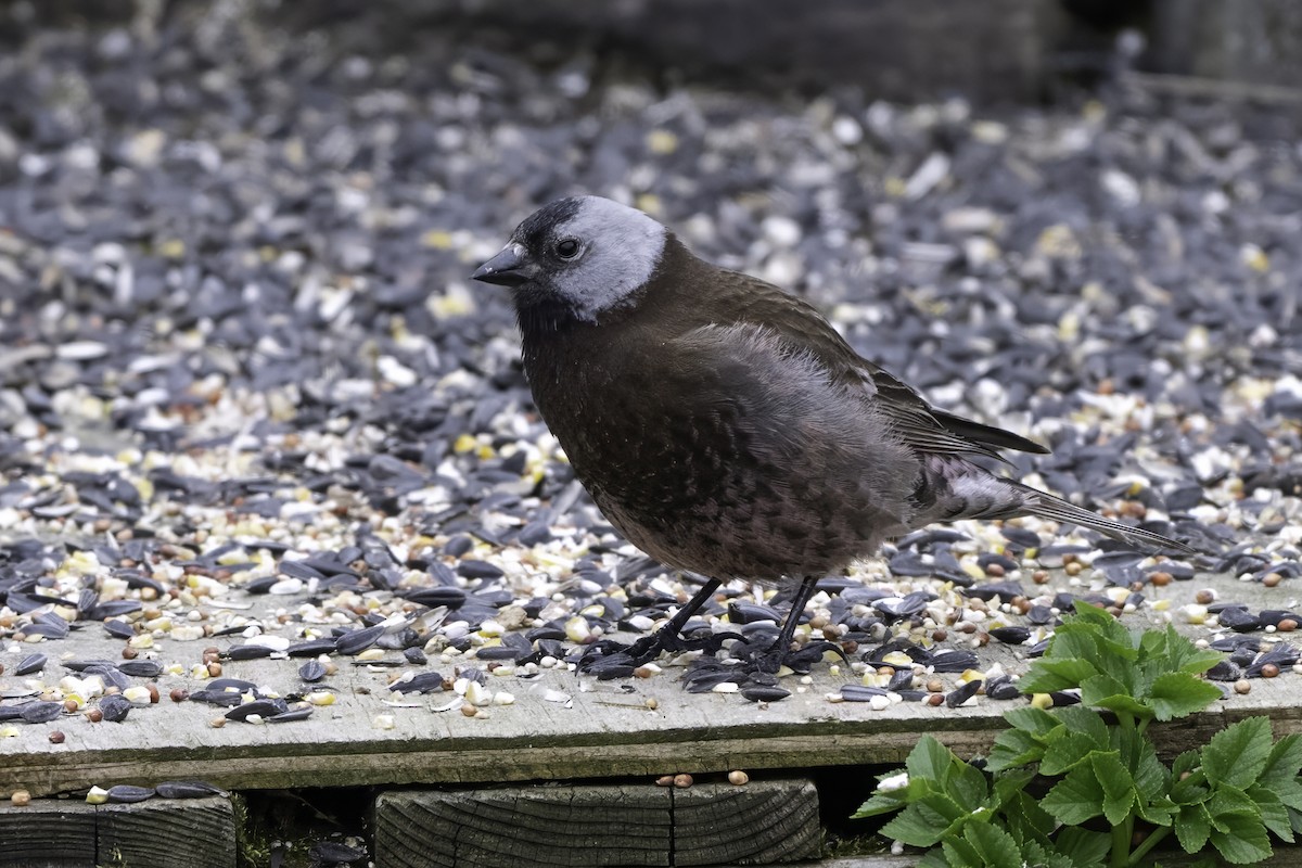 Gray-crowned Rosy-Finch - ML640567846