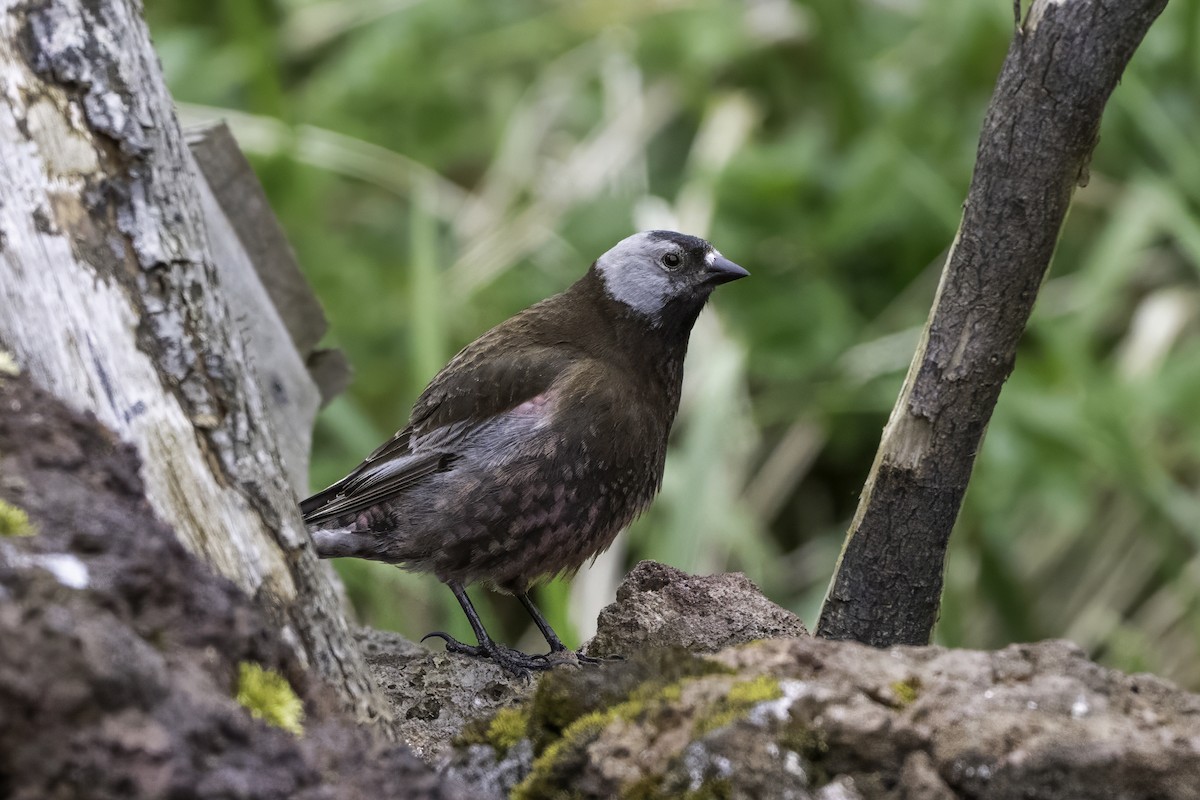 Gray-crowned Rosy-Finch - ML640567847