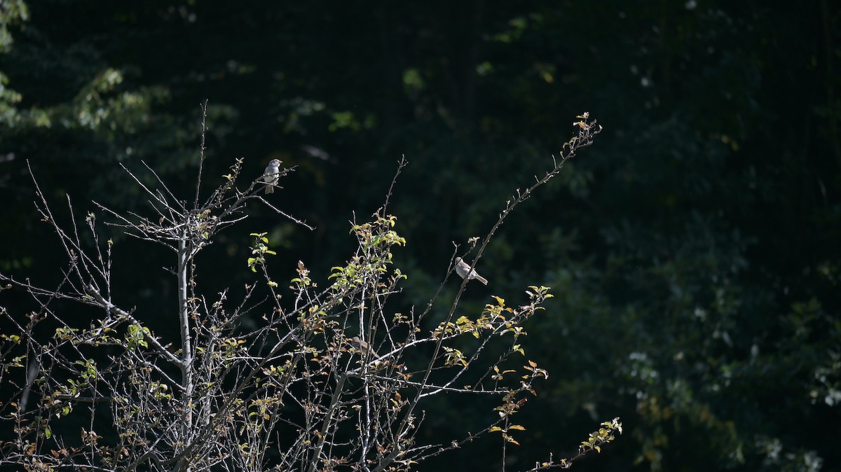 Italian Sparrow - ML640567875