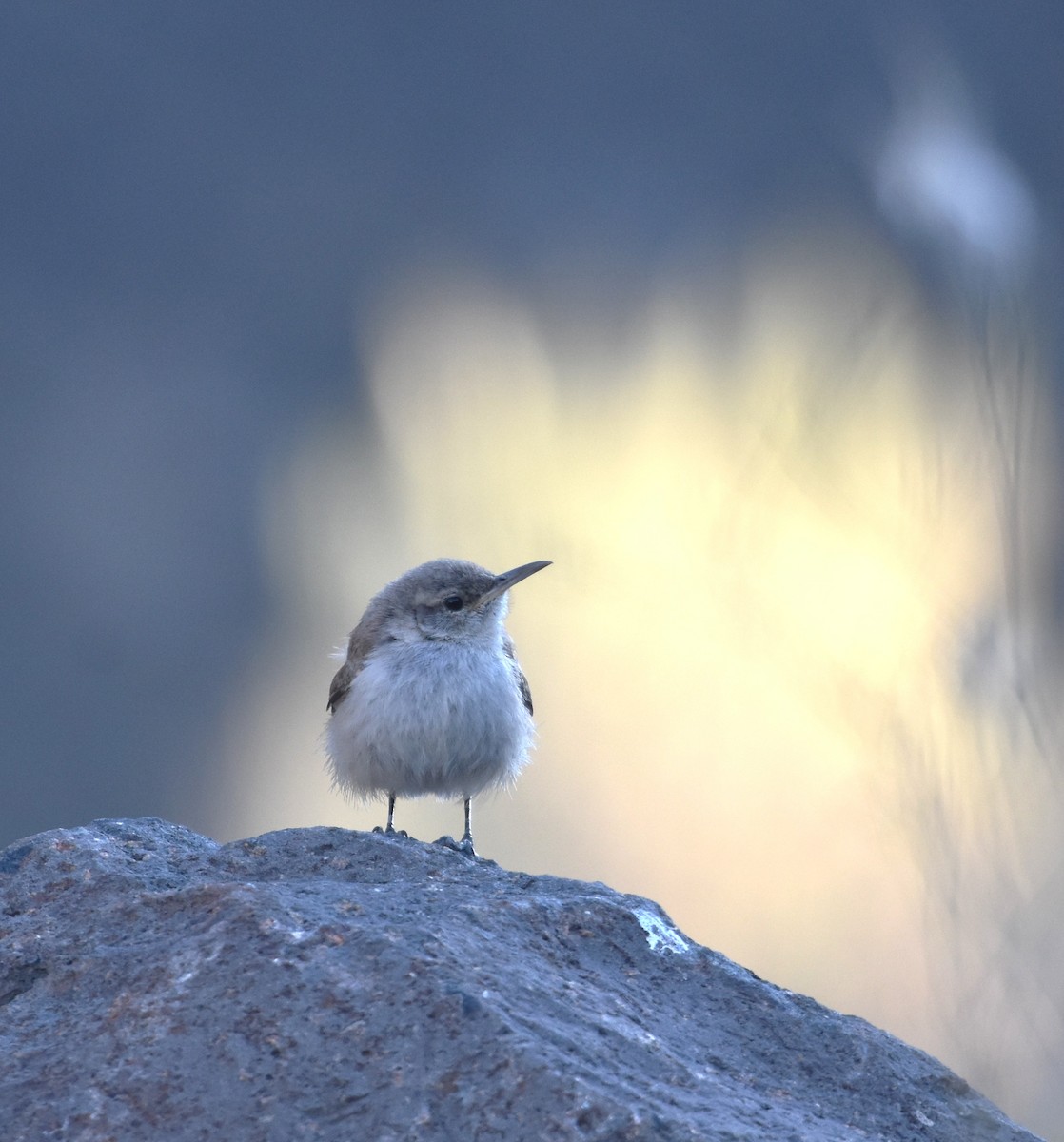 Rock Wren - ML640567884