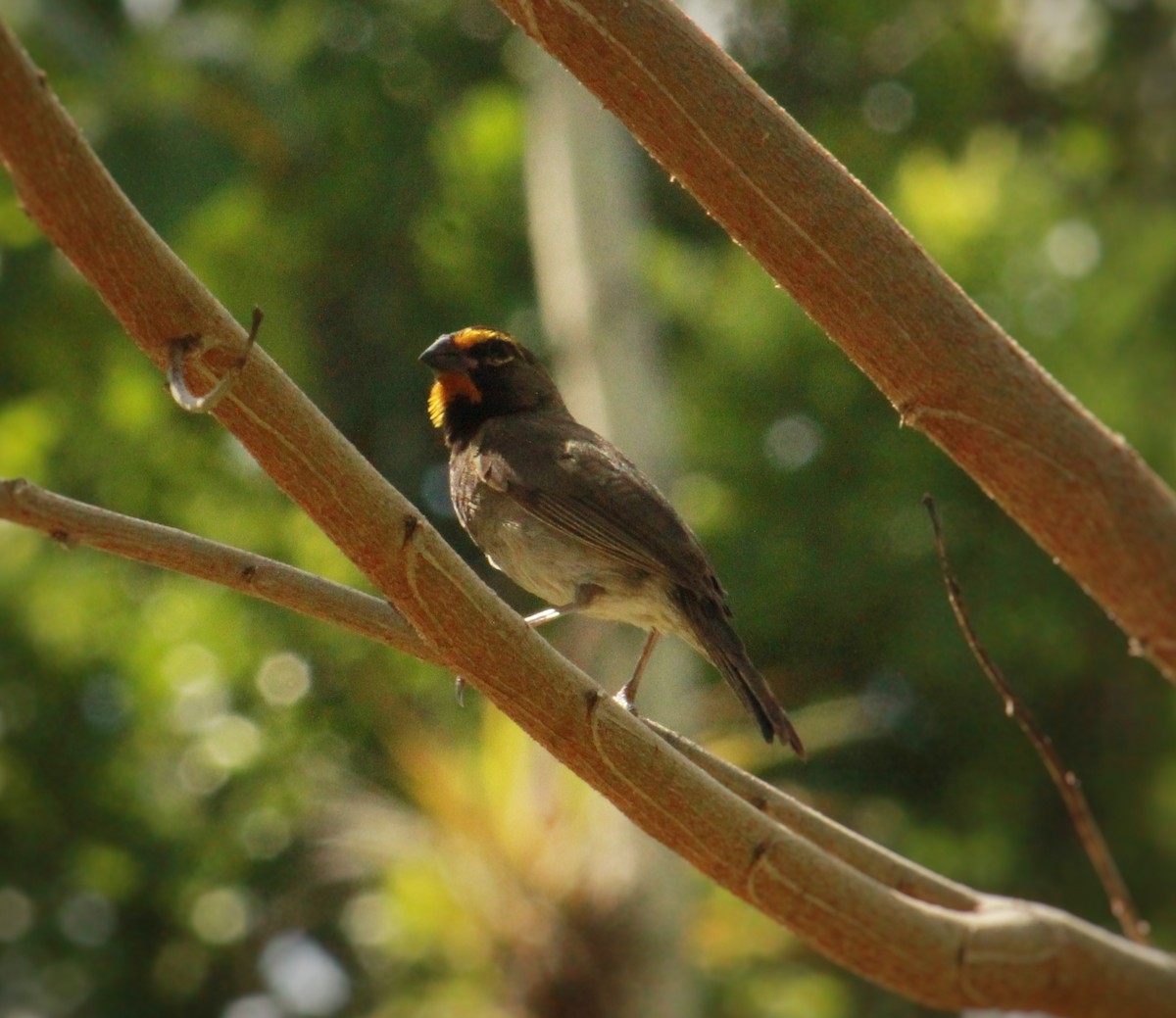 Yellow-faced Grassquit - ML640567892