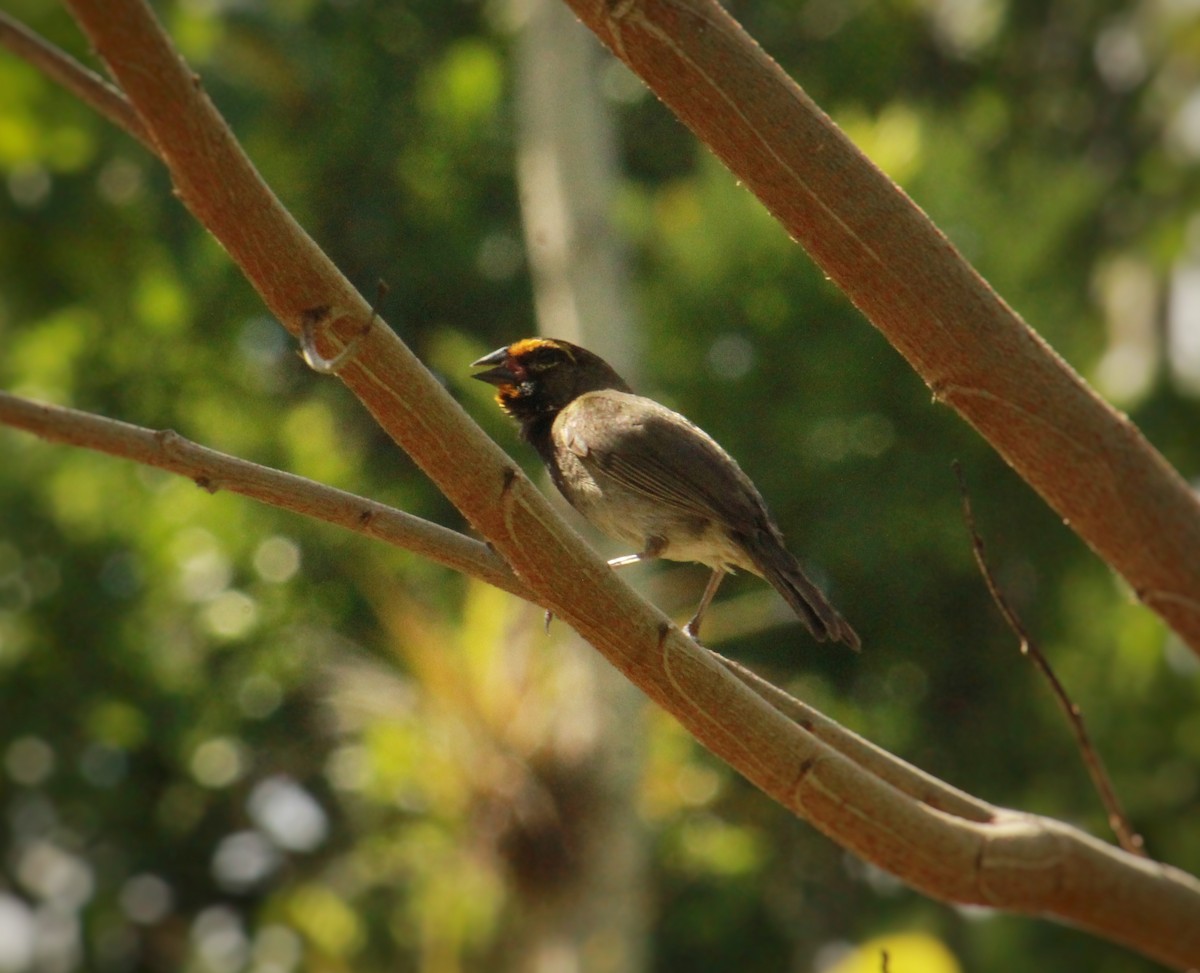 Yellow-faced Grassquit - ML640567893