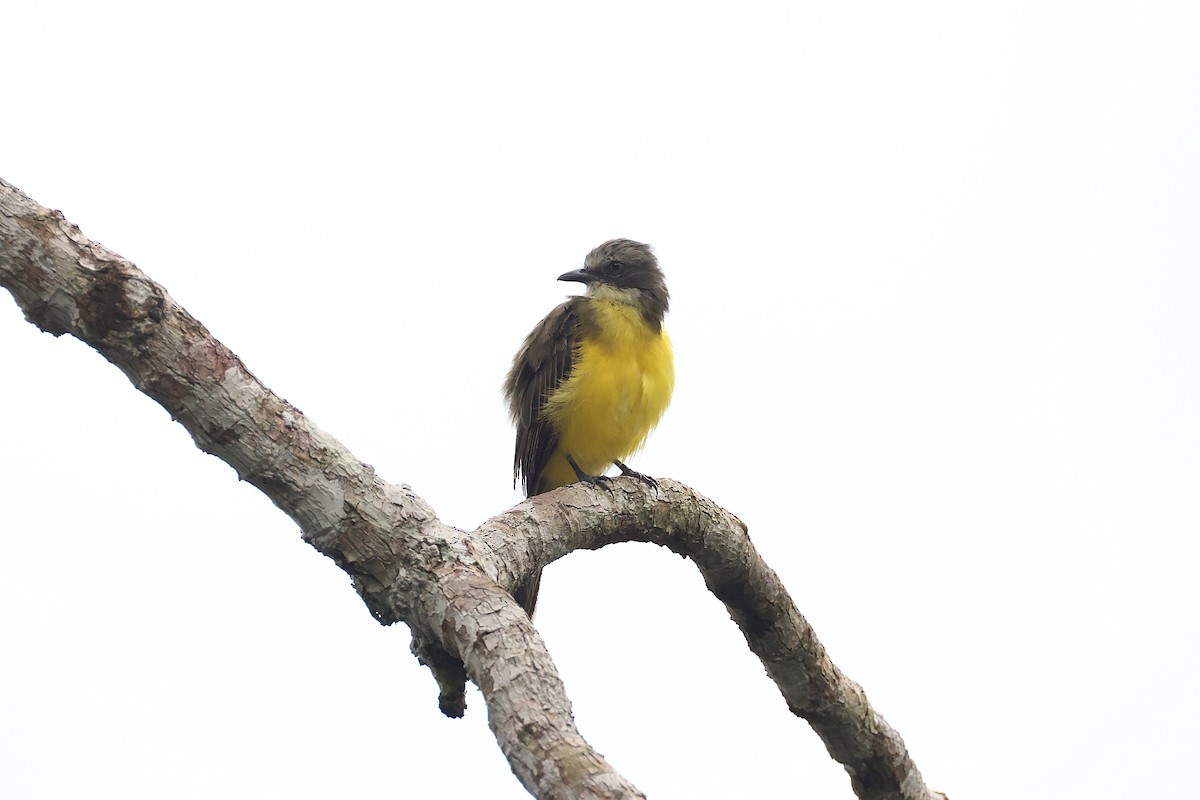 Gray-capped Flycatcher - ML640567898