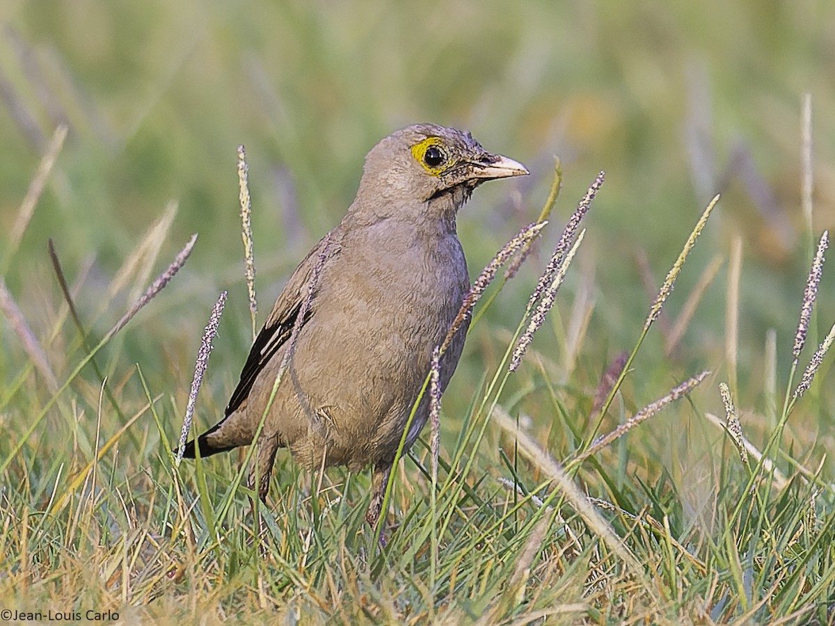 Wattled Starling - ML640567900