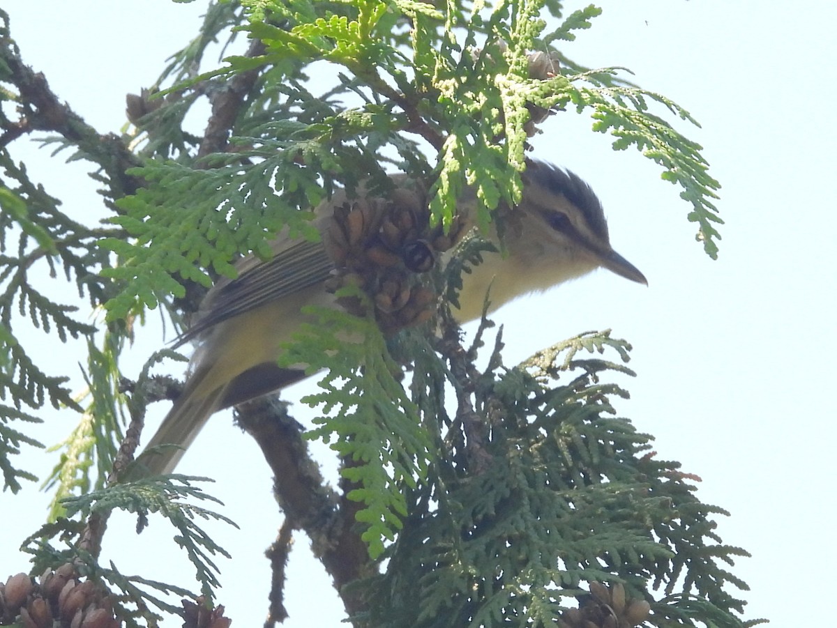 Vireo begigorria - ML640567902