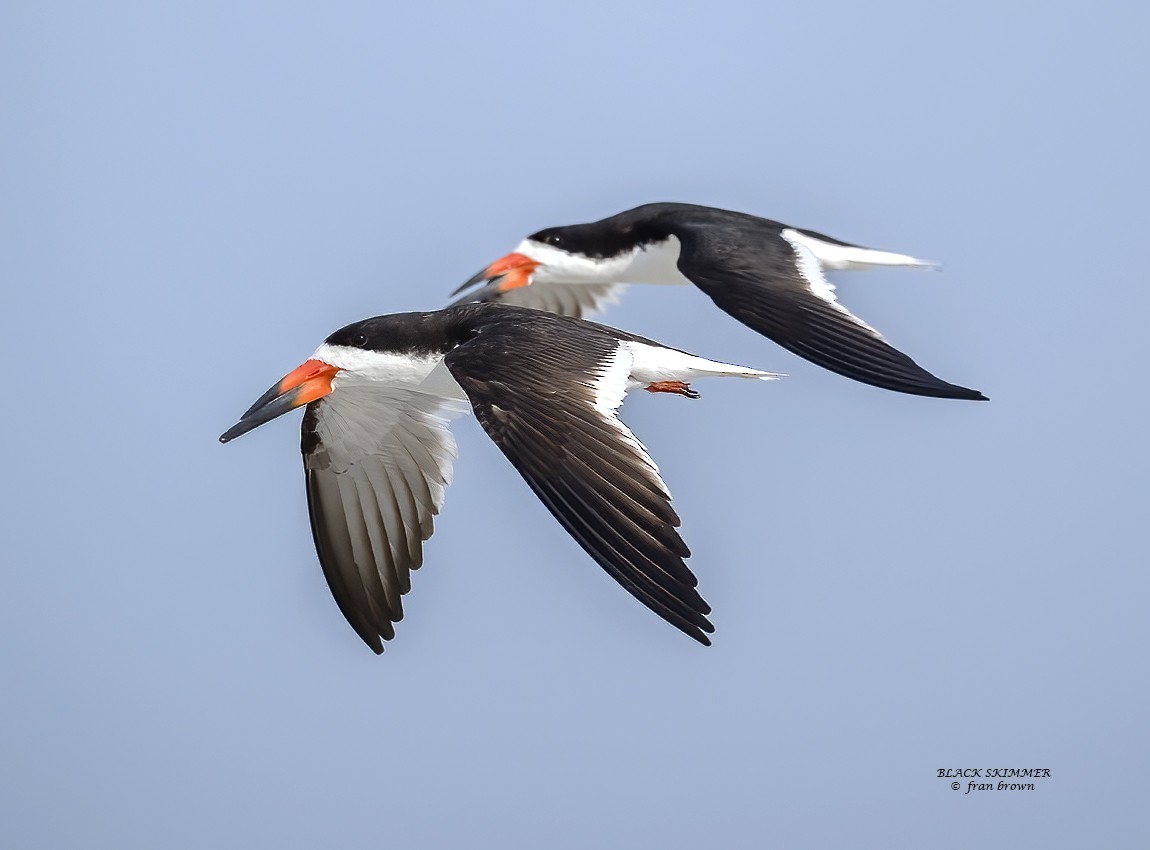 Black Skimmer - ML640567906