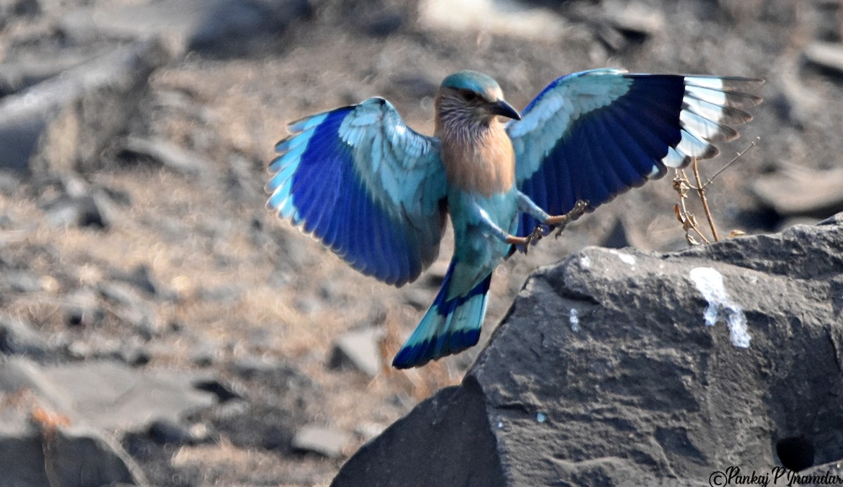 Indian Roller - ML640567919
