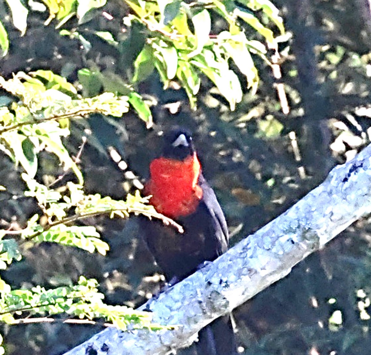 Red-ruffed Fruitcrow - ML640567923