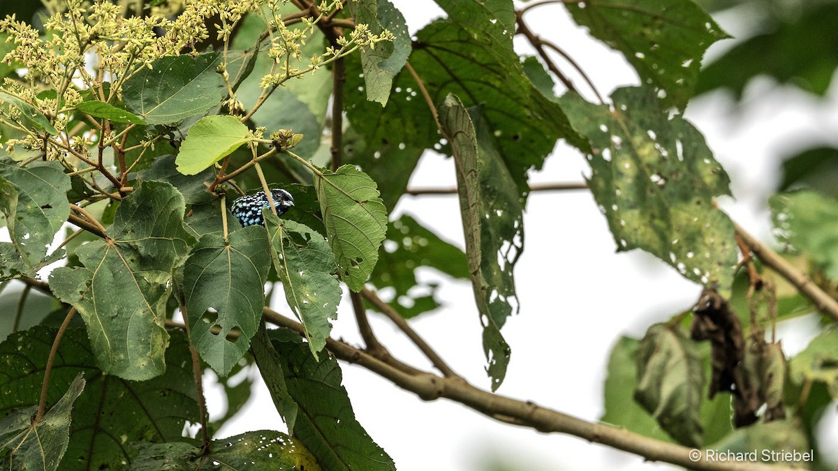Beryl-spangled Tanager - ML640567936