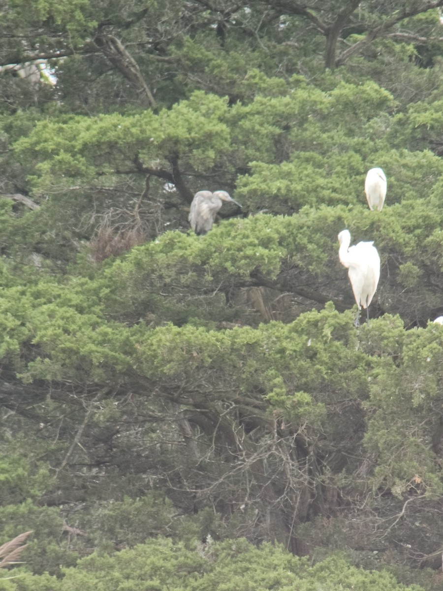 Reddish Egret - ML640567955