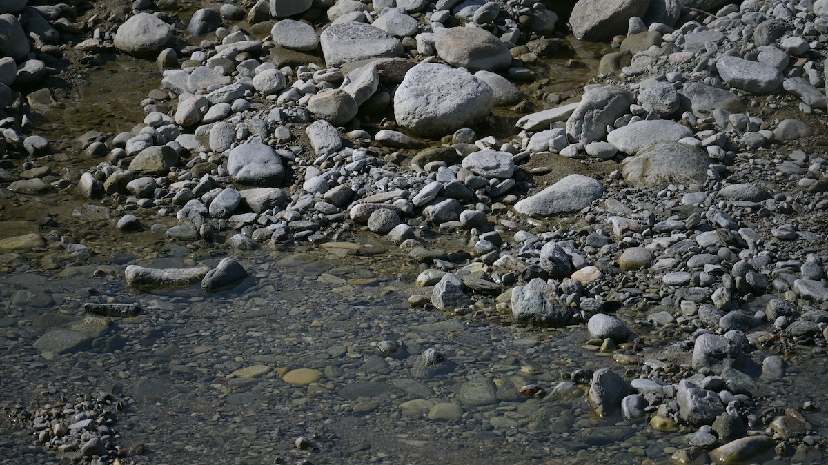 White Wagtail - ML640567970