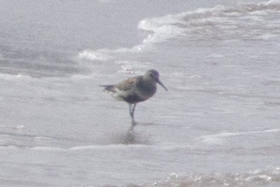 Dunlin - ML640568025