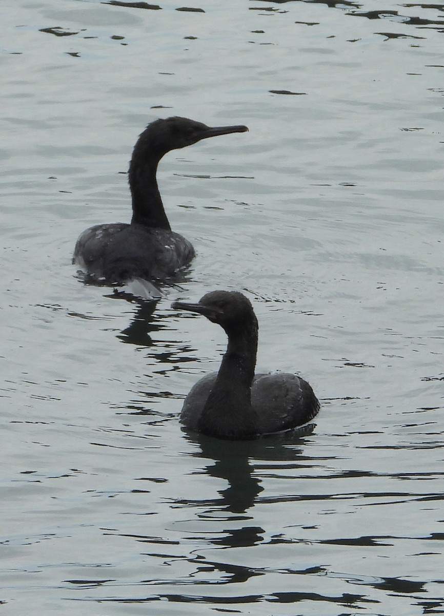 海鸕鷀 - ML640568029