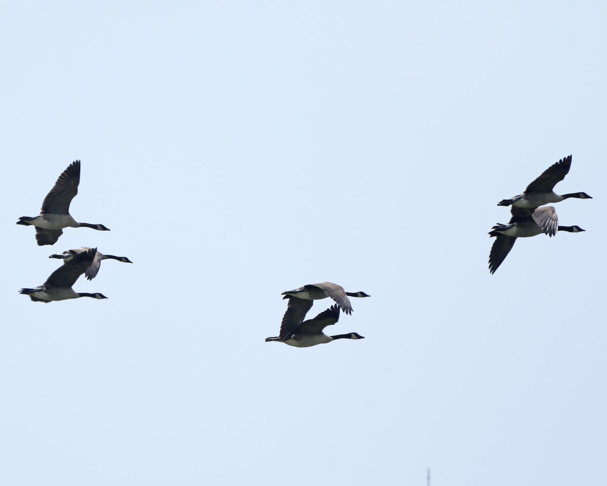 Canada Goose - ML640568031