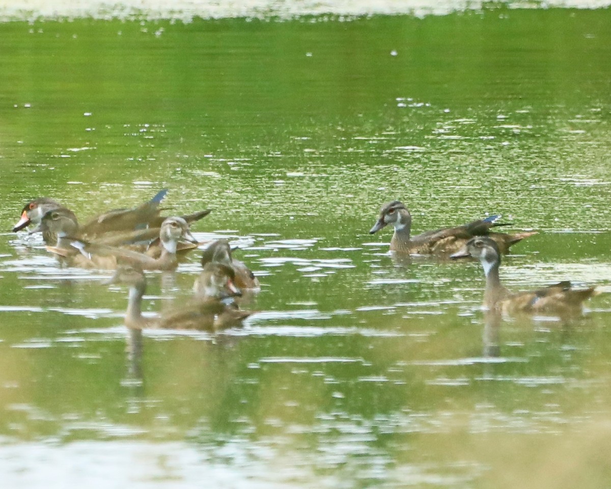Wood Duck - ML640568041