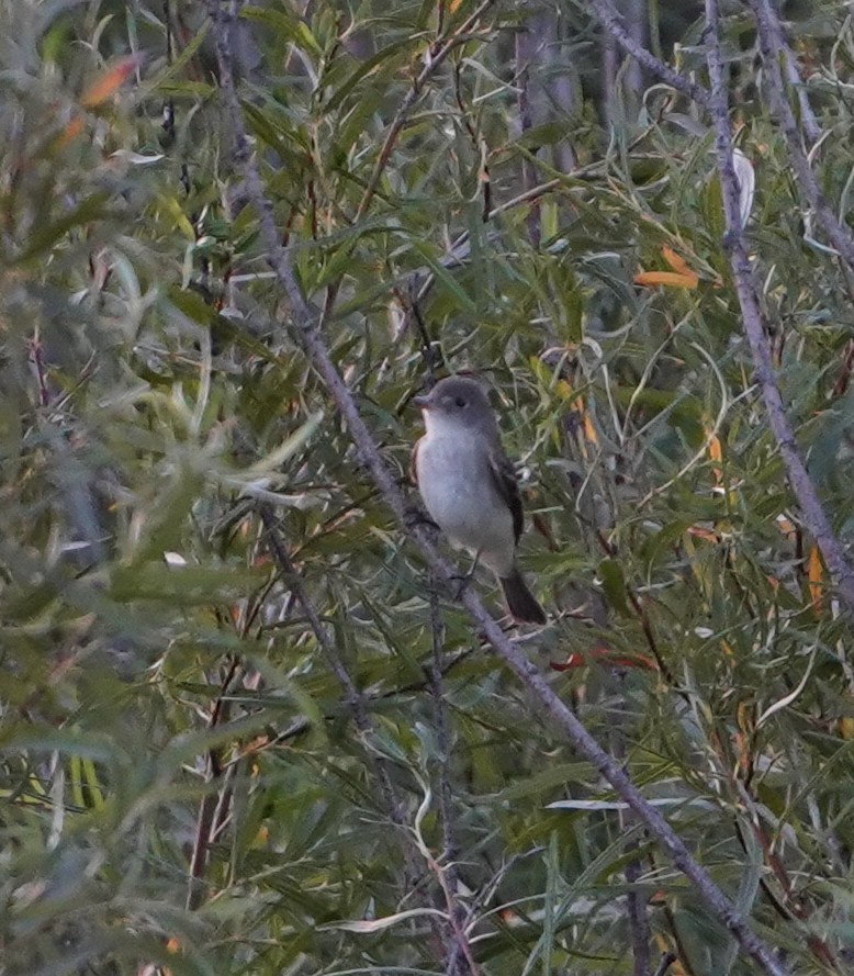 tyrannidé sp. - ML640568046