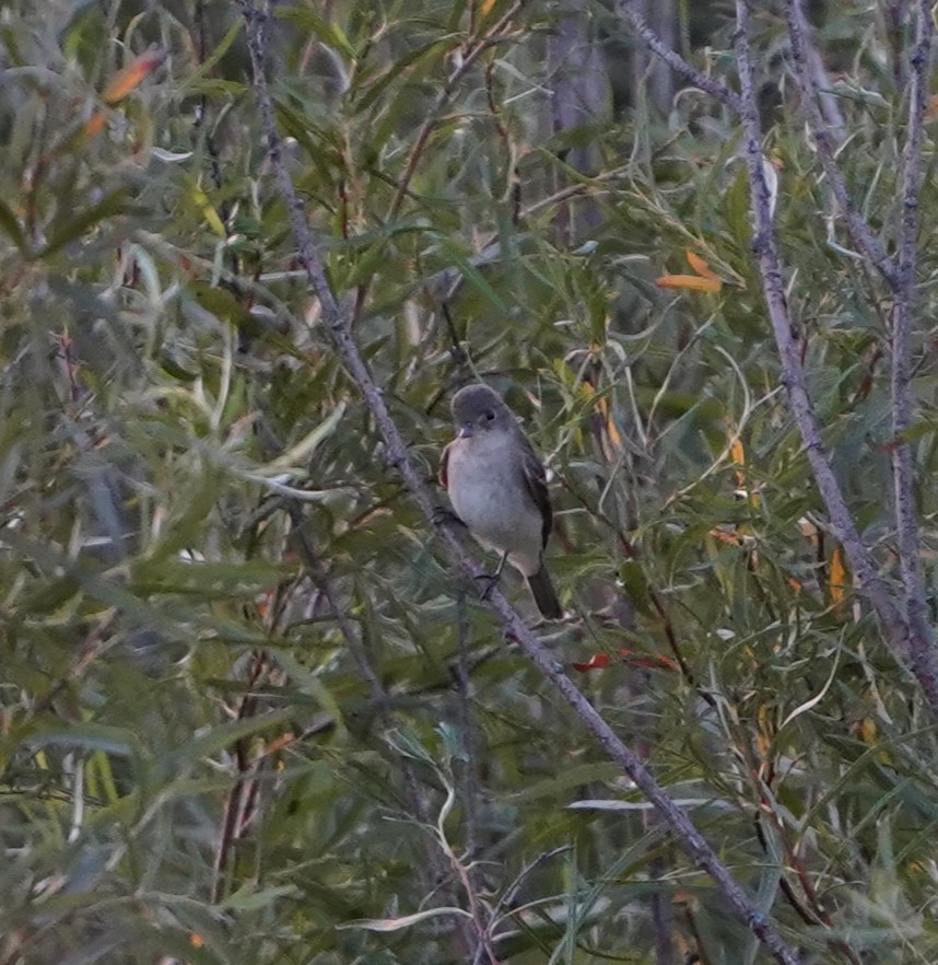 tyrannidé sp. - ML640568047