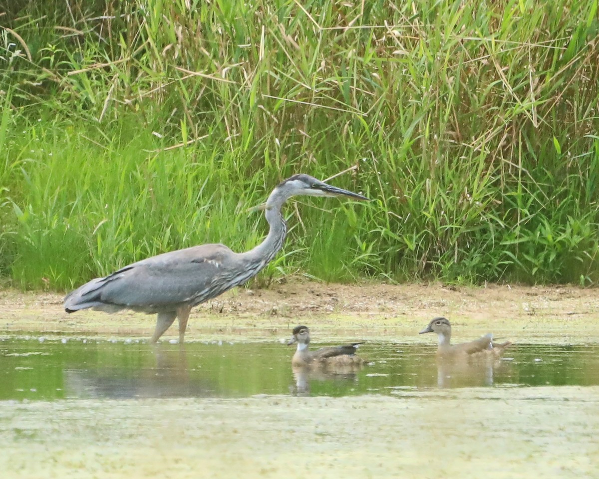 Great Blue Heron - ML640568050