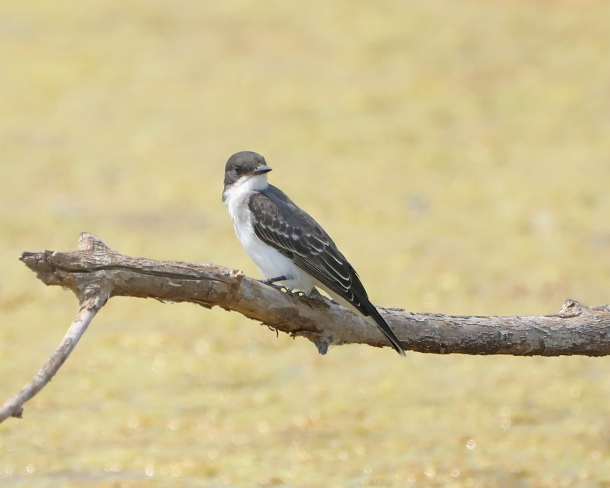 Eastern Kingbird - ML640568058