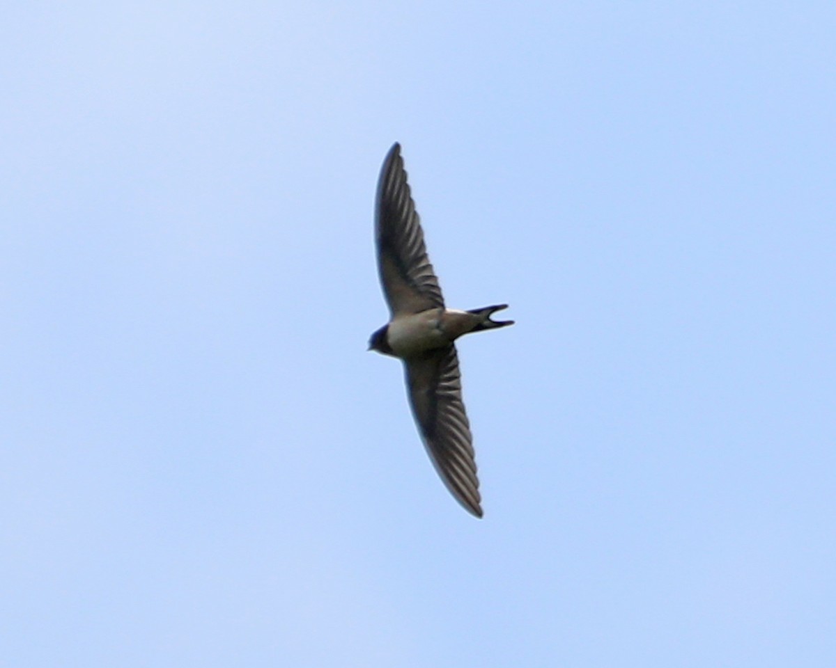 Barn Swallow - ML640568070