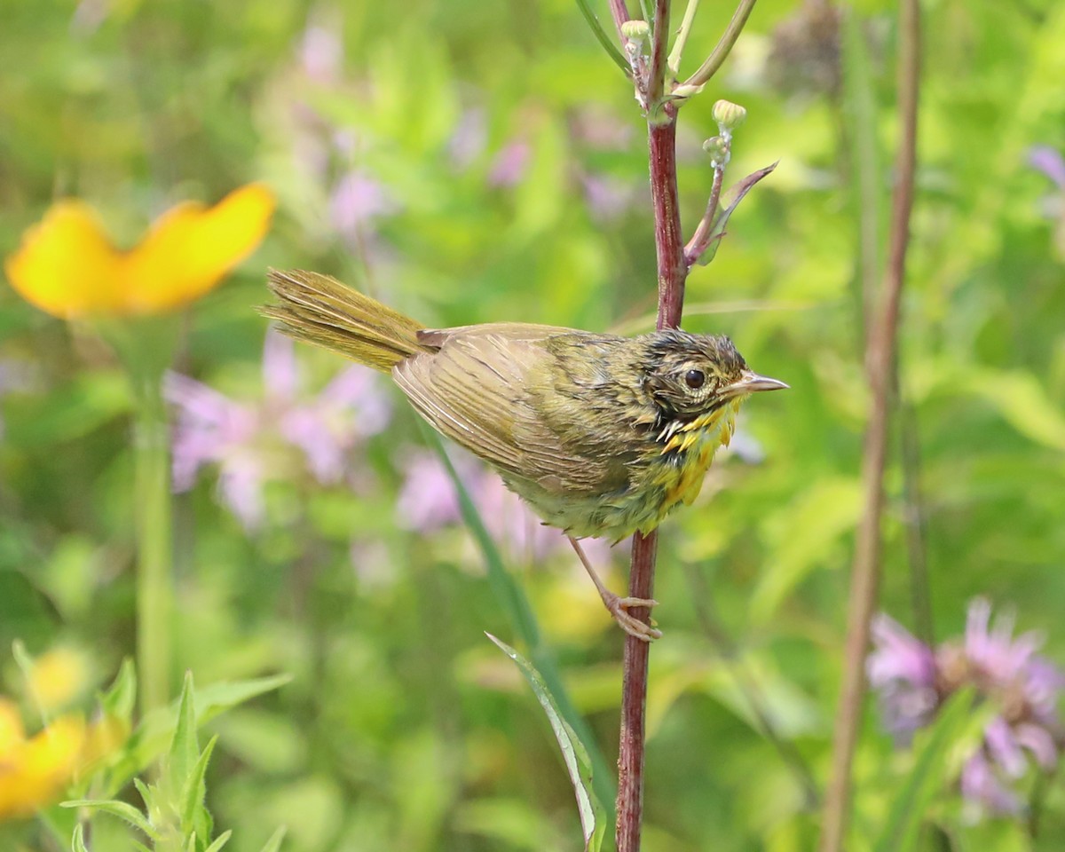 Common Yellowthroat - ML640568085