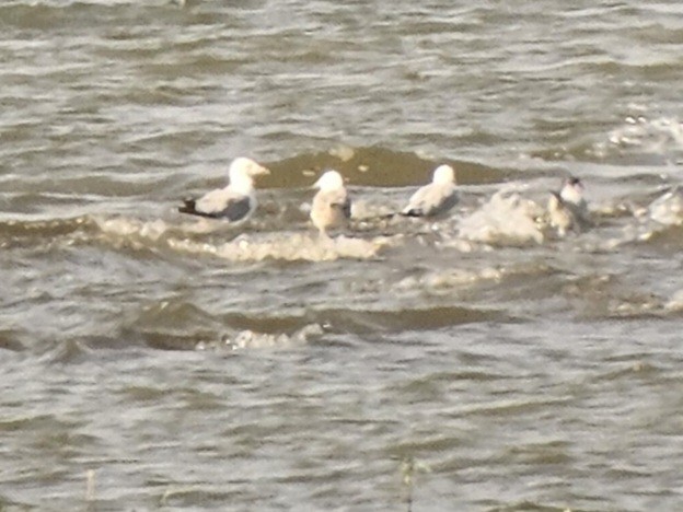 Ring-billed Gull - ML640568112