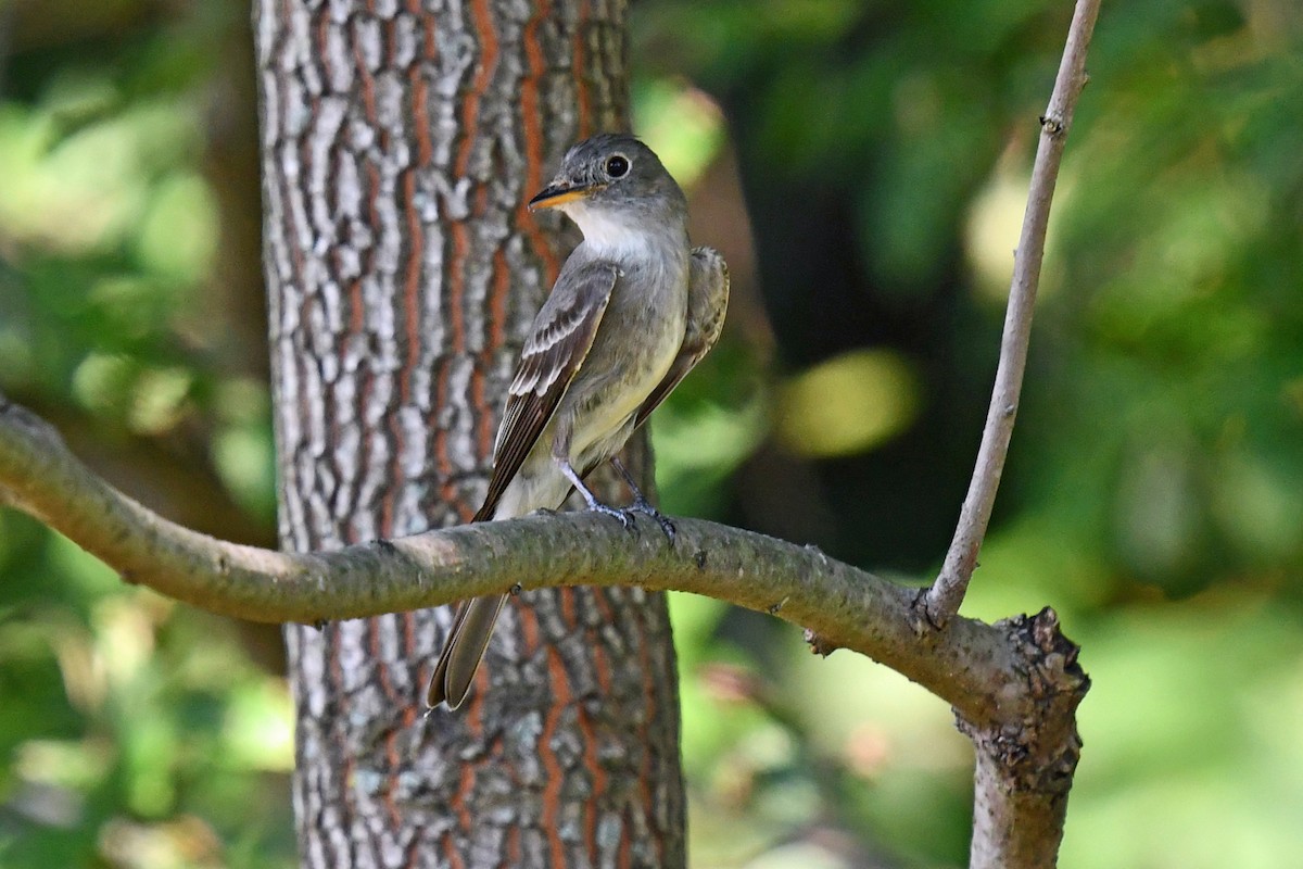 Eastern Wood-Pewee - ML640568125