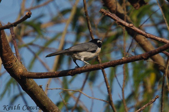 Gray-green Bushshrike - ML640568151