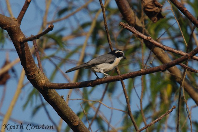 Gray-green Bushshrike - ML640568152
