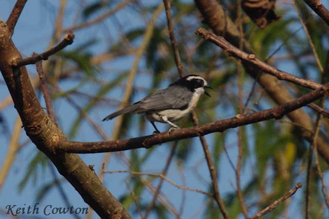 Gray-green Bushshrike - ML640568153