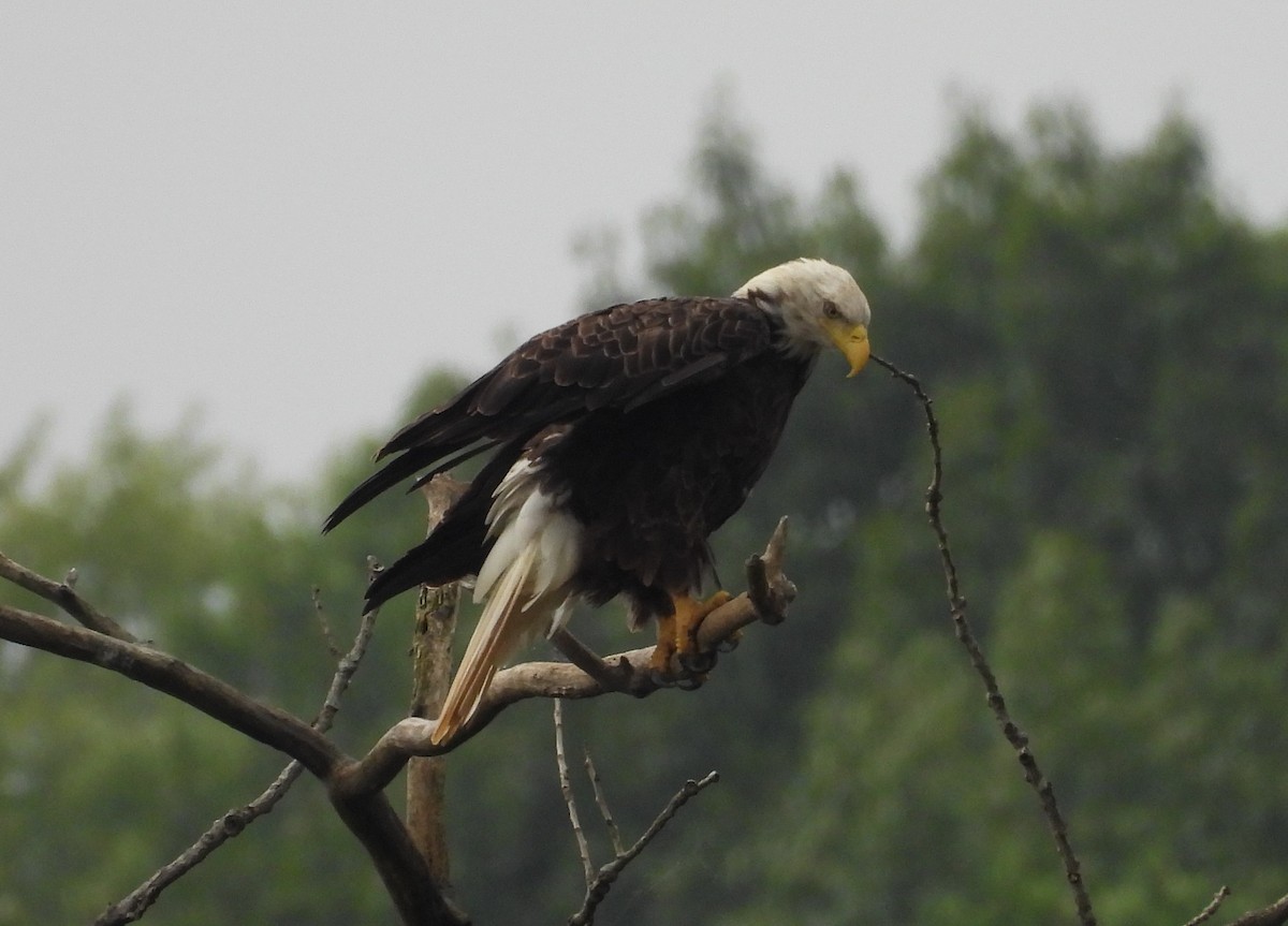 Bald Eagle - ML640568170