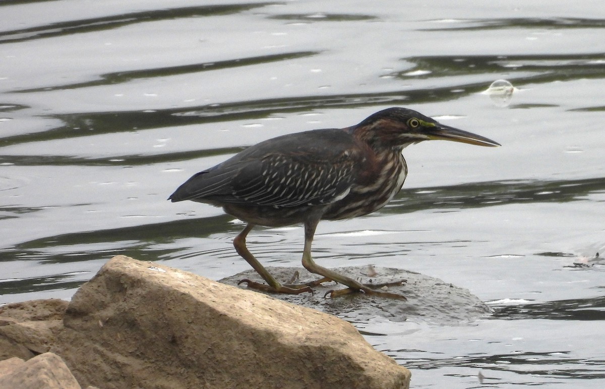 Green Heron - ML640568213