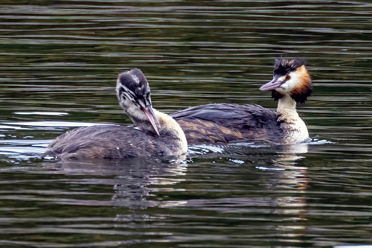 Great Crested Grebe - ML640568219