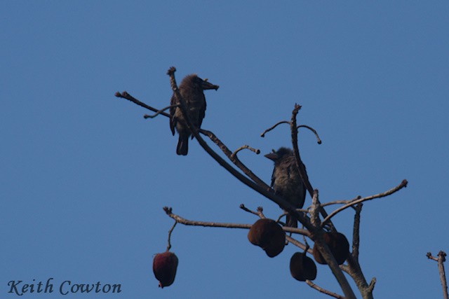 Naked-faced Barbet - ML640568296
