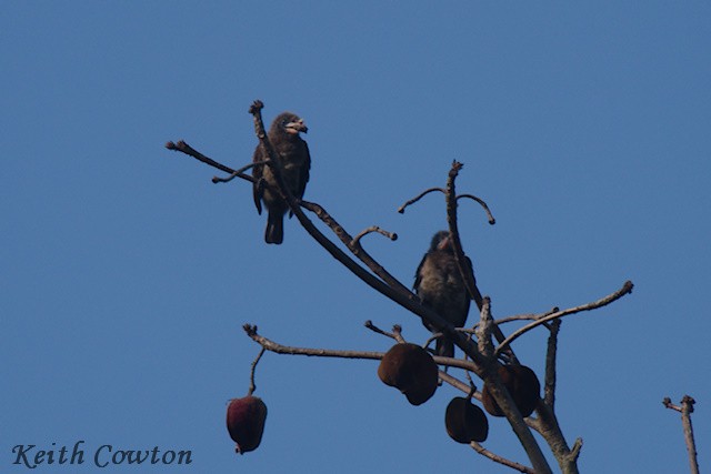 Naked-faced Barbet - ML640568297