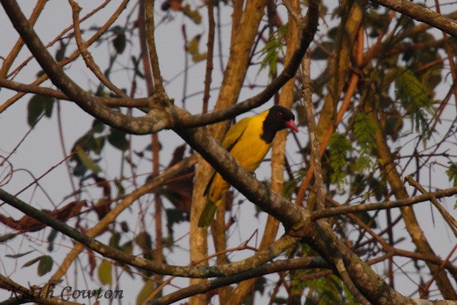 Black-winged Oriole - ML640568318