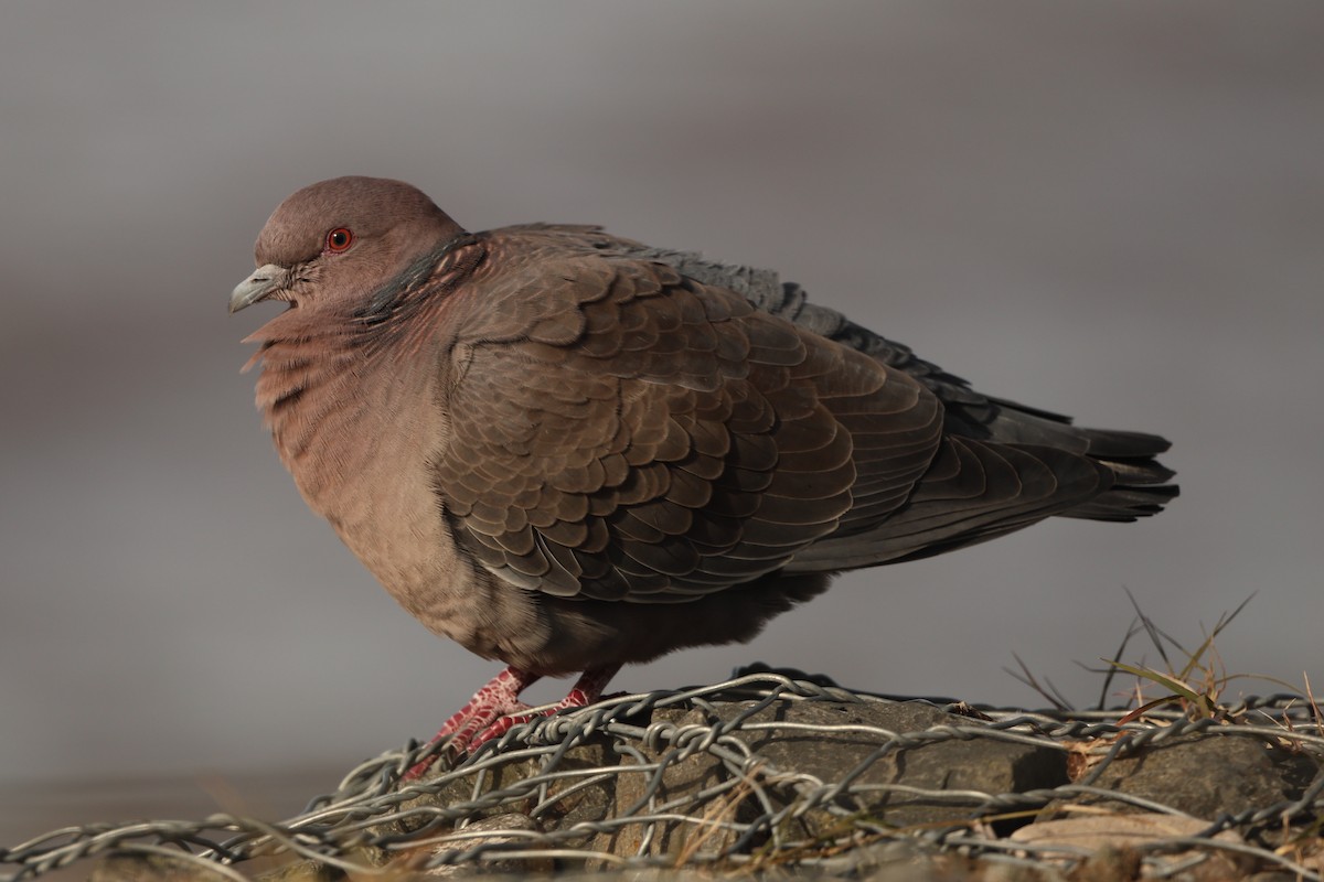 Picazuro Pigeon - ML640568319