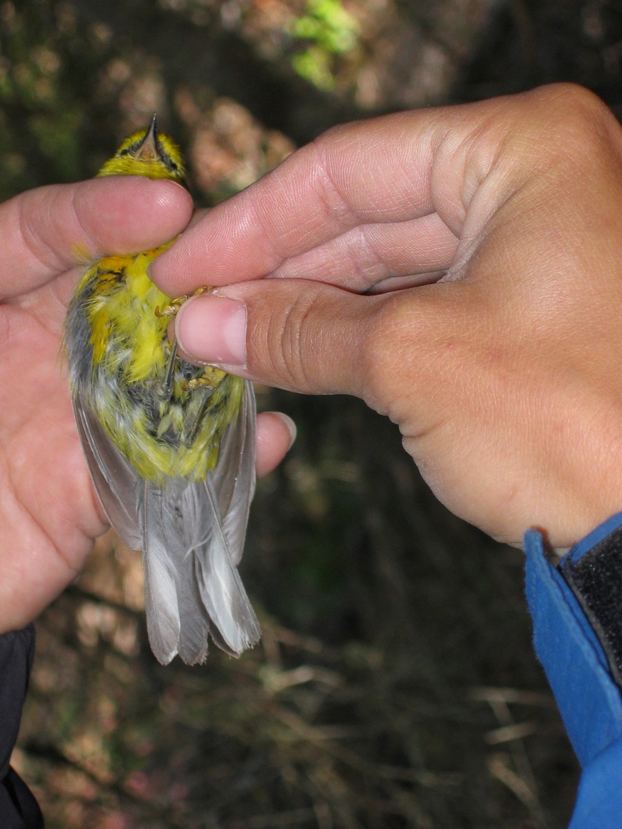 blåvingeparula - ML640568322