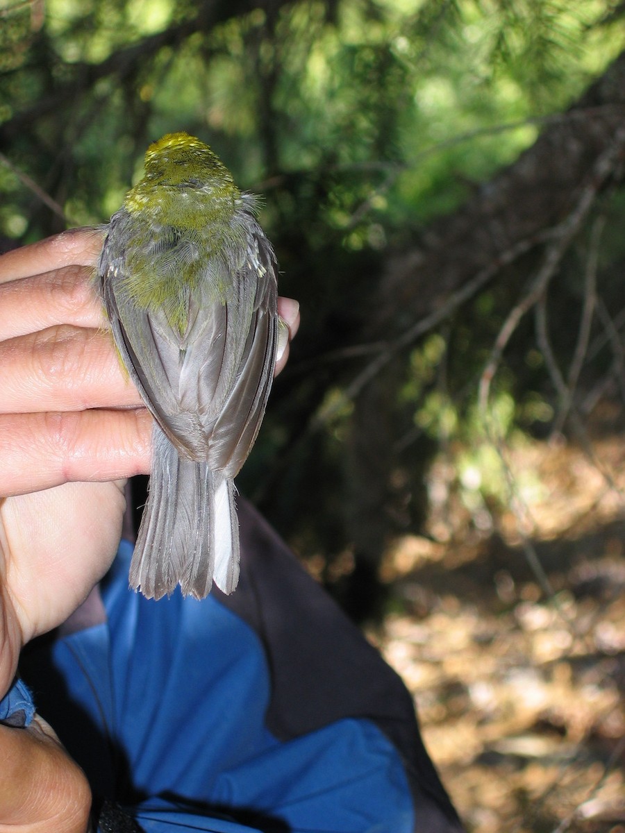 blåvingeparula - ML640568323