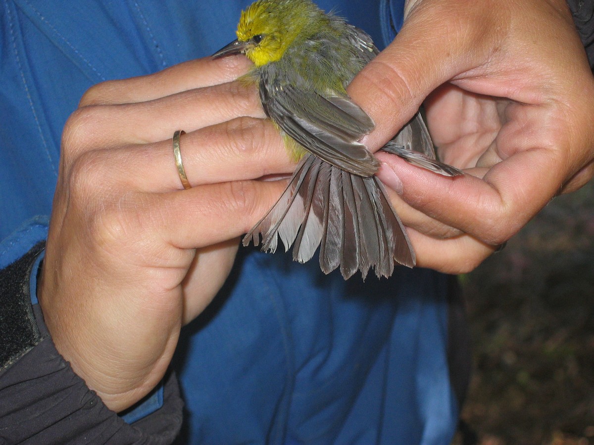 blåvingeparula - ML640568324